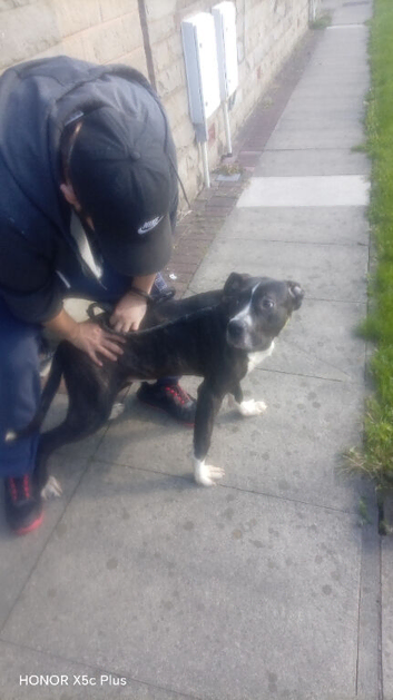 *FOR SALE*... CANE CORSO XROSS