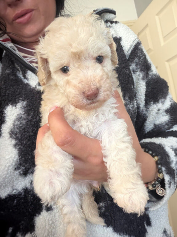 FB1 jackapoo poodle puppies