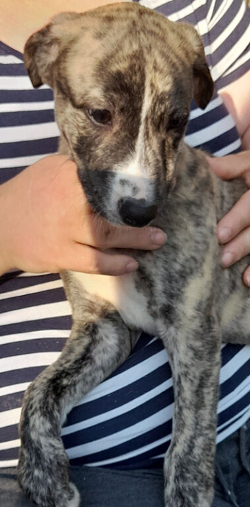 Stunning top quality lurcher puppies