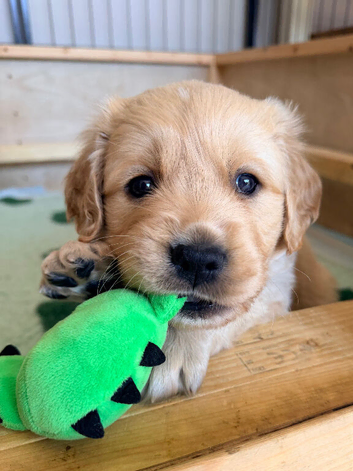 Goldador - Golden Retriever x Labrador Retriever