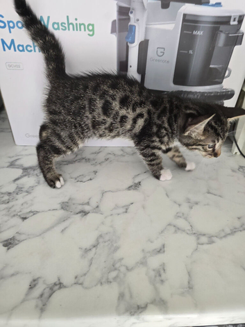 Kittens bengal males