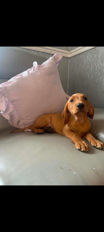 Cockadoors pups