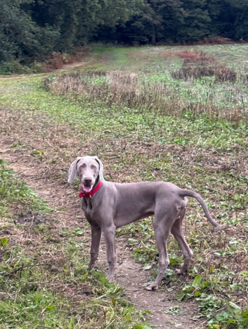 7 and half month old Weimaraner