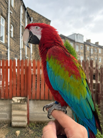 Handreared Tame Greenwing Macaw