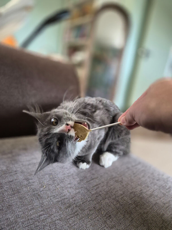 Russian blue x british shorthair