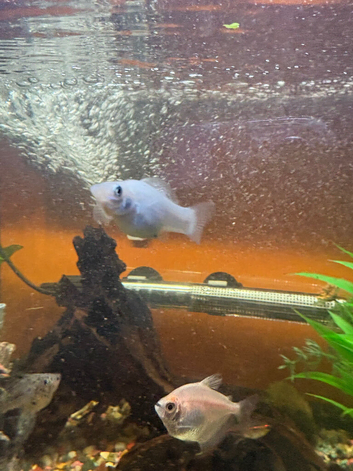 White Mollys