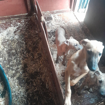 Lurcher pups for sale 2 dogs
