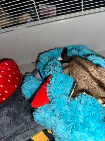 2male adult sugar gliders