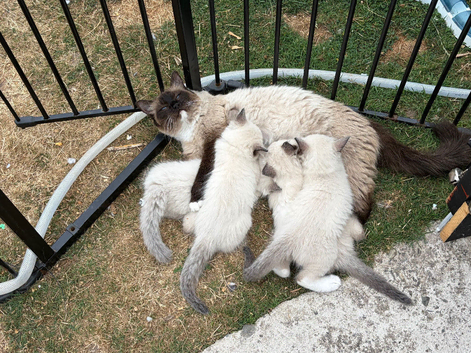 ️️️pure breed ragdolls ️️️