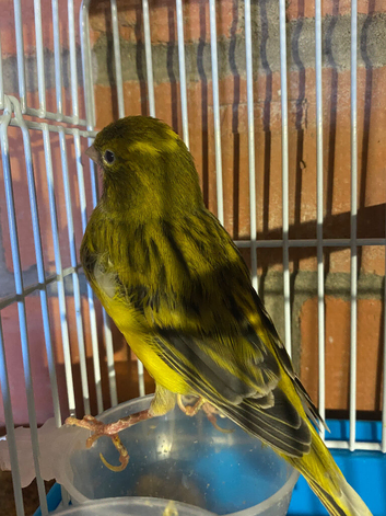 Lovely fife canary