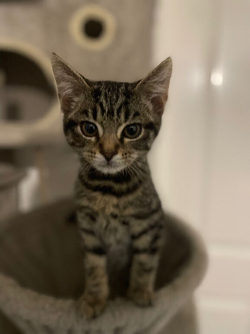 Striped Kitten