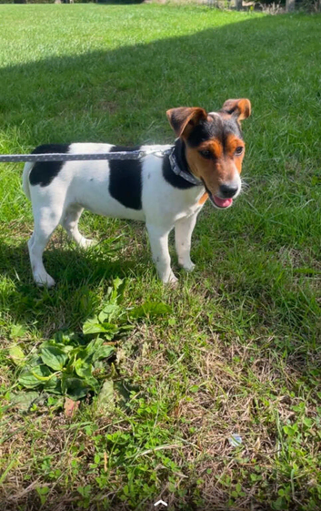 Miniature Jack Russell