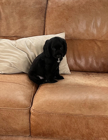 Gorgeous Cocker Spaniel Puppies &ndash; Ready Now