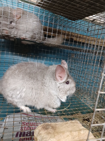 Large Two And A Half Pounds Beige Female 2 years old