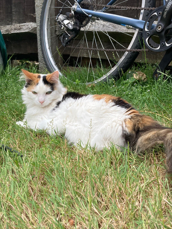 MISSING - CALICO CAT