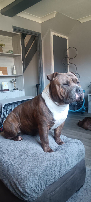 Pocket bully for stud