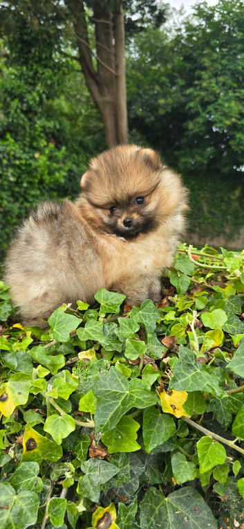 *Beautiful pedegree pomeranian pup*
