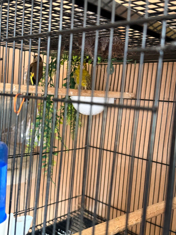 male Irish Finch, and female Goldfinch