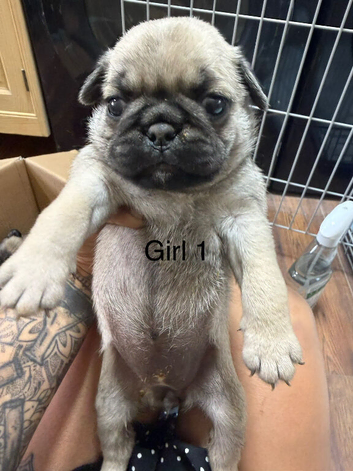 Beautiful full pedigree Pug pups