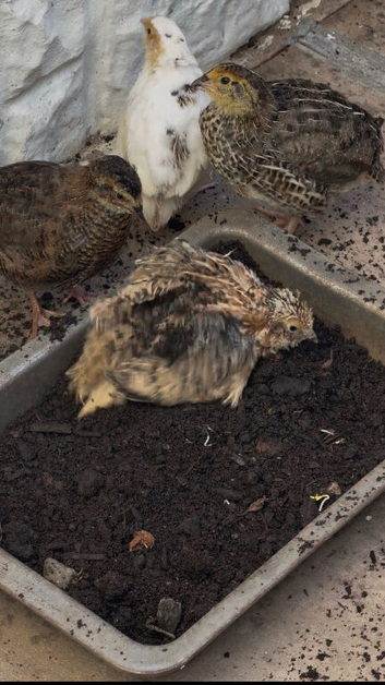 6 quail chicks for sale
