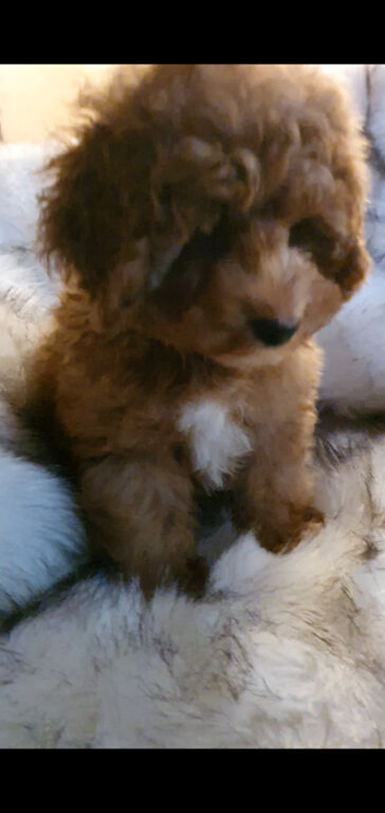 Toy Poodle puppies ready now, both parents KC, and health tested. Superb bloodlines.