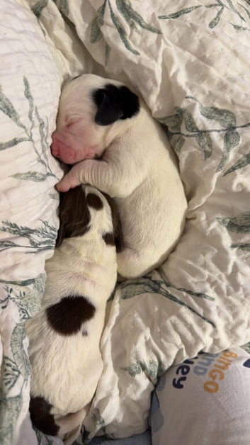Spreagle puppies.