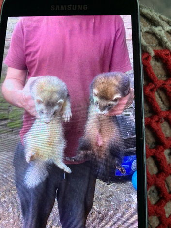 Ferret