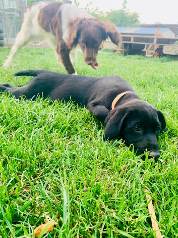 Springador Puppies