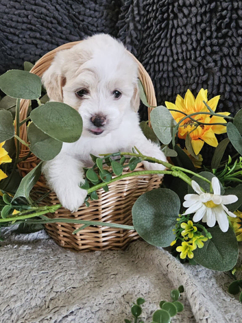 Stunning Multipoo F1B puppies