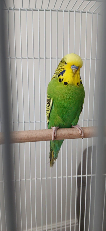 Look to sell my beautiful wee budgie
