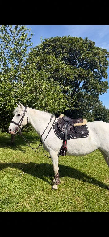 148 competition mare