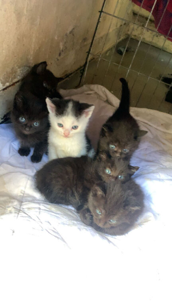 6 beautiful kittens