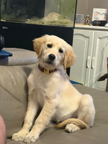 Golden retriever puppy