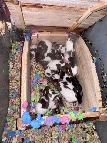 Pet mice