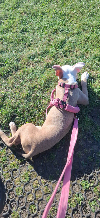 Puppy need rehomes