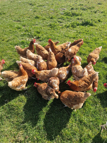 Free Range warren laying hens