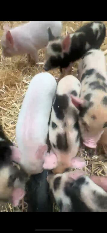 Piglets 3 weeks old