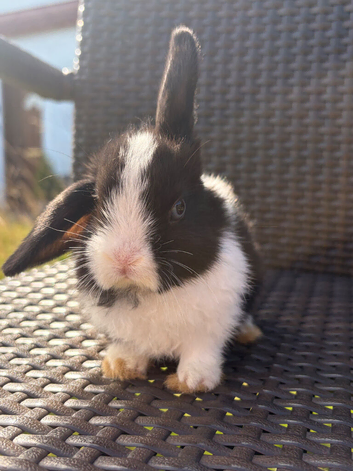 Pure bred Mini lops