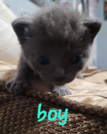 6 beutilful all grey kittens
