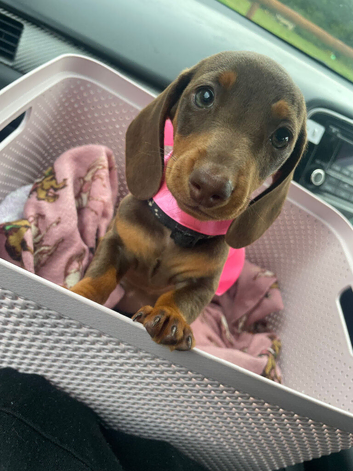 Miniature dachshund puppies