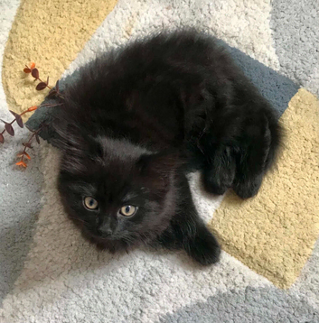 KITTENS