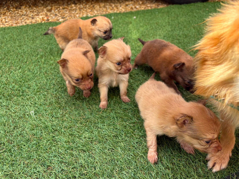 Puppies