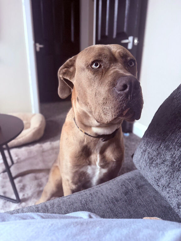 7 months old Mastiff Ghost
