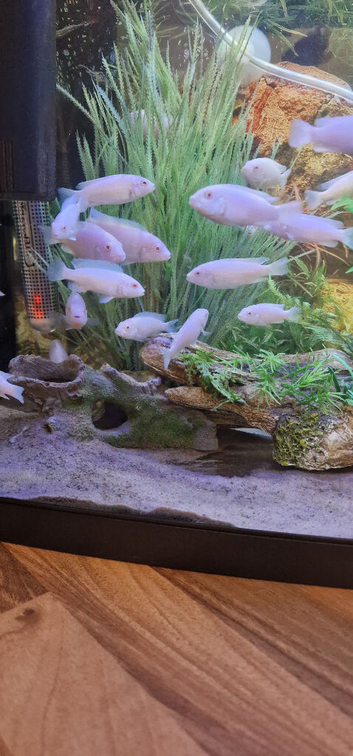Pseudotropheus socolofi