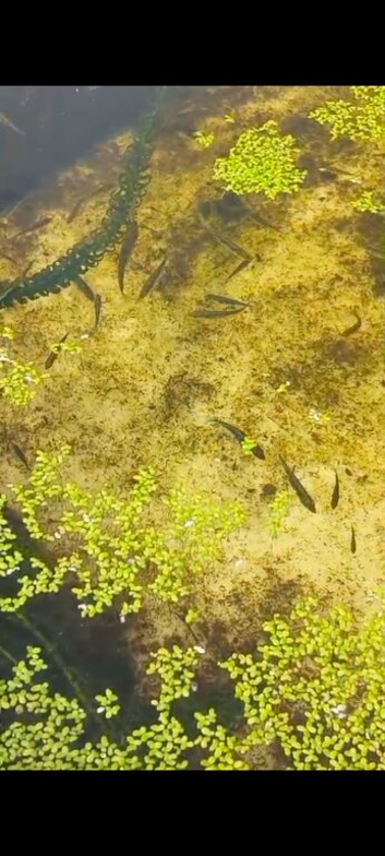 stickleback fish for sale      Tonypandy south wales