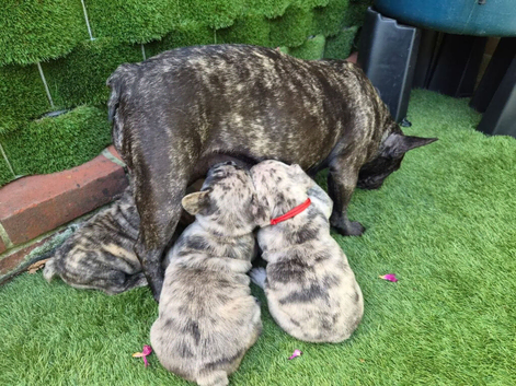 Beautiful French Bulldog Puppies - Little Bundles of Happiness!