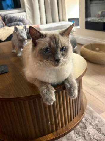 Female Ragdoll and Male Domestic