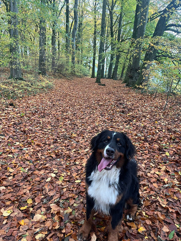 2yo Bernese Mountain Dog