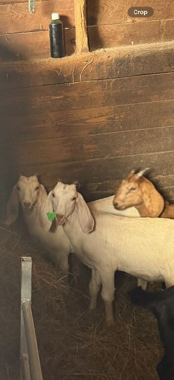 Anglo Nubian wethers