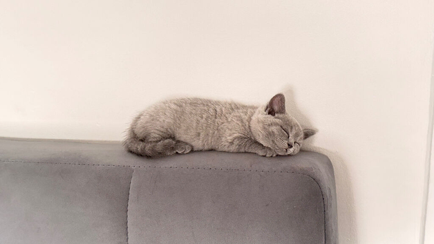 Beautiful kitten Girl British short hair